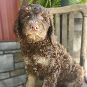 Lucy( Lulu)