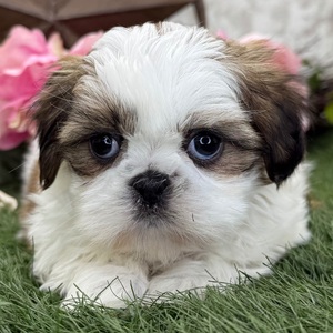 Dolly