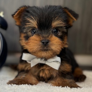 Toby