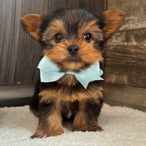 Tito