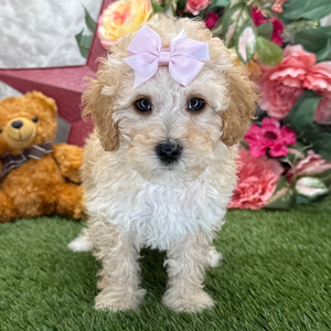 Willow