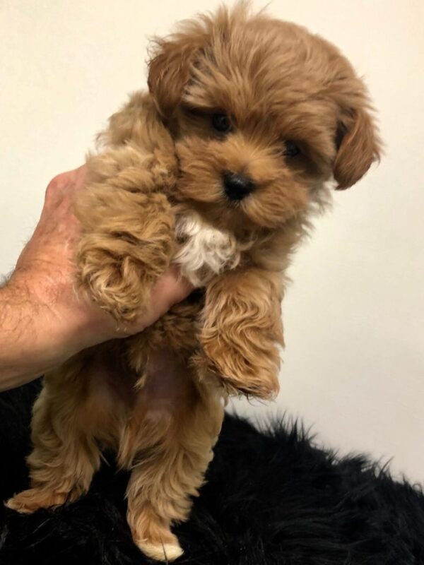 Maltipoo - Image 2