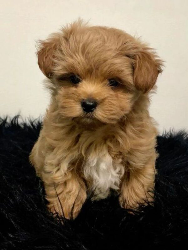 Maltipoo - Image 4