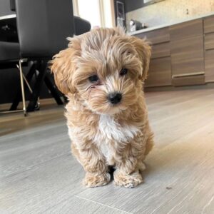 Maltipoo