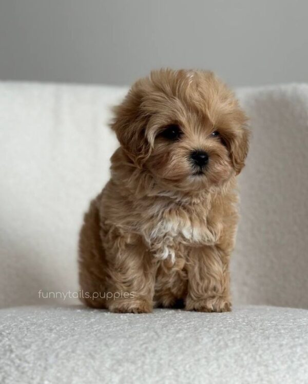 Maltipoo - Image 3